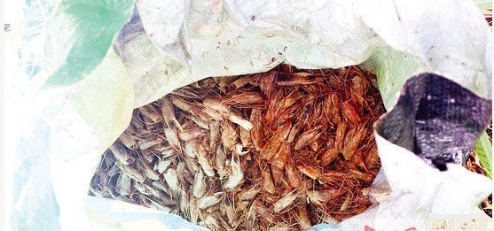 防城江现大量恶臭编织袋 调查得知里面装的全是虾头
